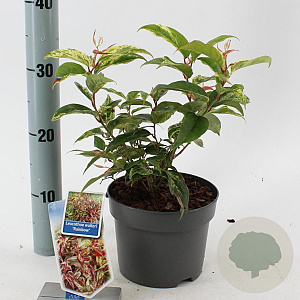 Leucothoe f. 'Rainbow' 25-30 cm 2,0L