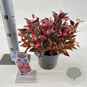 Leucothoe 'Zeblid' 25-30 cm 2,0L