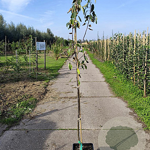 Malus d. 'Summerred' 125-150 cm 10L