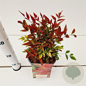 Nandina d. Obsessed 20-30 cm 2,5L