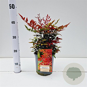 Nandina d. Obsessed 20-30 cm 2,5L