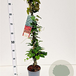 Parthenocissus tr. 'Veitchii' 70-80 cm 2,5L