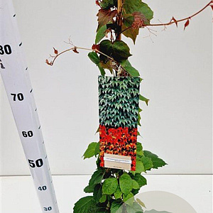 Parthenocissus tr. 'Veitchii' 70-80 cm 2,5L