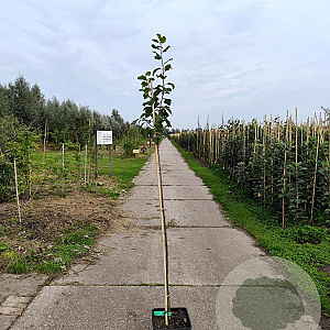 Prunus d. 'Marjorie's Seedling' 100-125 cm 10L