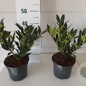 Prunus l. 'Otto Luyken' 25-30 cm 3,0L