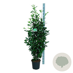 Prunus l. Genolia 125-150 cm 15L