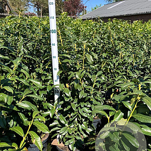 Prunus l. Genolia 80-100 cm 10L