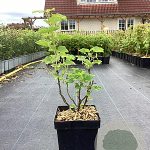 Ribes rub. 'Gloire des Sablons' 30-40 cm 3,0L