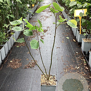 Tilia platyphyllos 60-80 cm P15