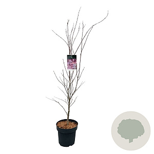 Acer pal. 'Atropurpureum' 125-150 cm 14L
