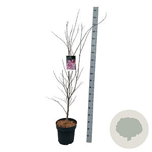 Acer pal. 'Atropurpureum' 125-150 cm 14L