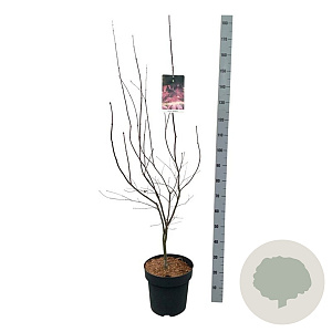 Acer pal. 'Bloodgood' 125-150 cm 14L