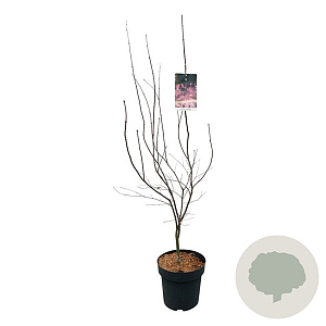 Acer pal. 'Bloodgood' 125-150 cm 14L