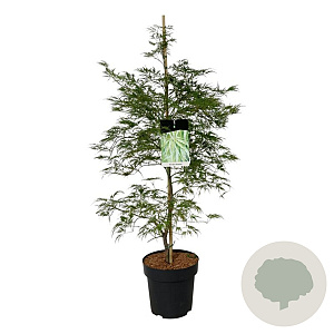 Acer pal. 'Dissectum' 125-150 cm 14L