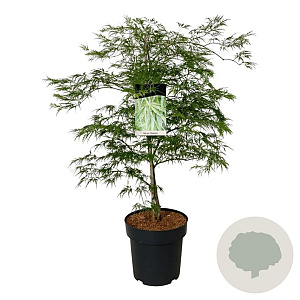 Acer pal. 'Dissectum' 80-100 cm 14L
