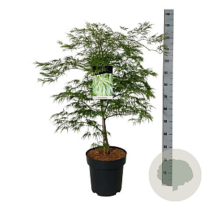 Acer pal. 'Dissectum' 80-100 cm 14L