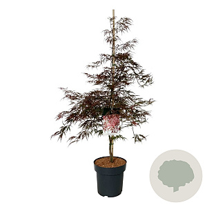 Acer pal. 'Garnet' 125-150 cm 14L