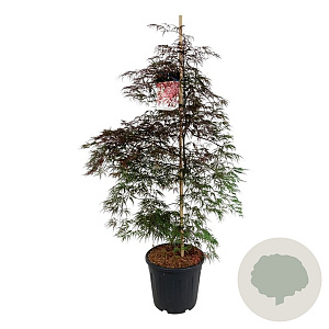 Acer pal. 'Garnet' 125-150 cm 30L extra