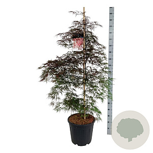 Acer pal. 'Garnet' 125-150 cm 30L extra
