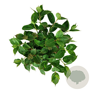 Hydrangea s. Magic Pillow 30-40 cm 6,5L