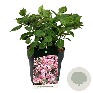 Hydrangea s. Magic Pillow 30-40 cm 6,5L