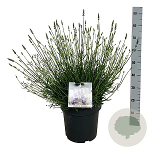 Lavandula int. Sensational! 40-50 cm 15L