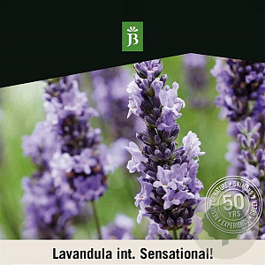 Lavandula int. Sensational! 40-50 cm 15L