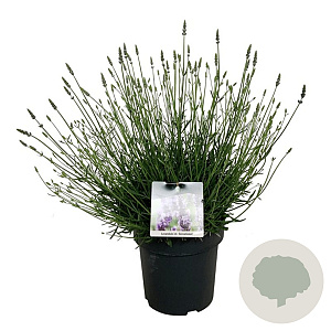 Lavandula int. Sensational! 40-50 cm 15L