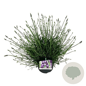 Lavandula int. Sensational! 40-50 cm 15L