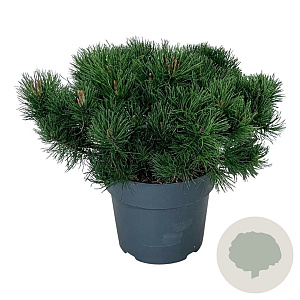 Pinus mugo pumilio 40-50 cm 6L
