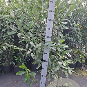 Prunus l. 'Caucasica' 150-175 cm 15L