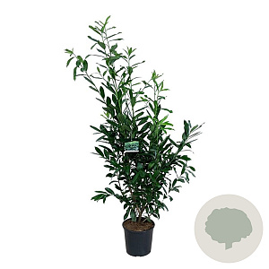 Prunus l. 'Caucasica' 150-175 cm 15L