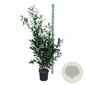 Prunus l. 'Caucasica' 150-175 cm 15L