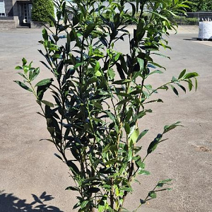 Prunus l. 'Caucasica' 150-175 cm 15L