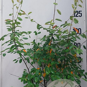 Amelanchier lamarckii 150-175 cm 10L