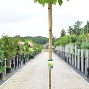 Catalpa bignonioides 'Aurea' 180 cm stam 15L 6-8