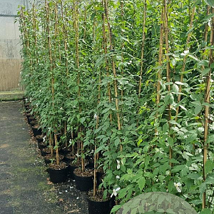 Clematis mont. rubens 150-175 cm 5,0L
