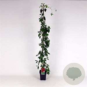 Parthenocissus quinq.engelmannii 150-175 cm 5,0L