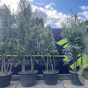 Quercus ilex 200-250 cm cont. 150L meerstammig