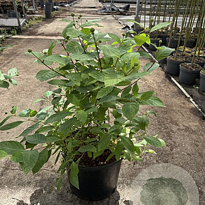 Cephalanthus occidentalis 40-50 cm 12L