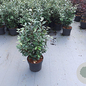 Elaeagnus ebb. 'Compacta' 60-80 cm 10L