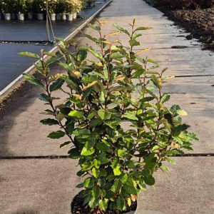 Elaeagnus ebb. 'Compacta' 60-80 cm 10L