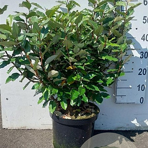 Elaeagnus ebb. 'Compacta' 60-80 cm 10L