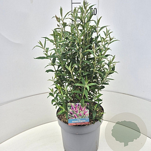 Buddleja d. Octopus Magenta 30-40 cm 10L