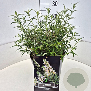 Buddleja Flutterby Pet. Snow White 30-35 cm 10L
