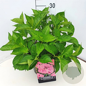 Hydrangea m. 'Mariesii Perfecta' 30-40 cm 10L