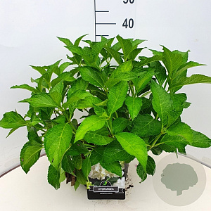 Hydrangea m. 'Soeur Thérèse' 30-40 cm 10L