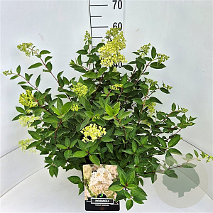 Hydrangea pan. 'Grandiflora' 40-50 cm 10L
