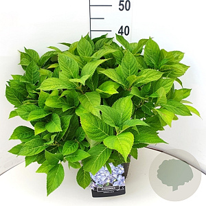 Hydrangea s. 'Bluebird' 30-40 cm 10L