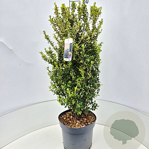 Ilex crenata 'Caroline Upright' 70-80 cm 10L